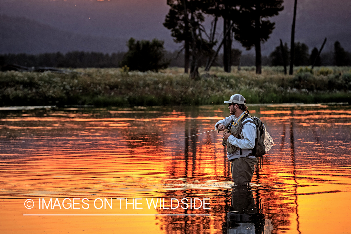 Flyfisherman fighting trout at sunset.