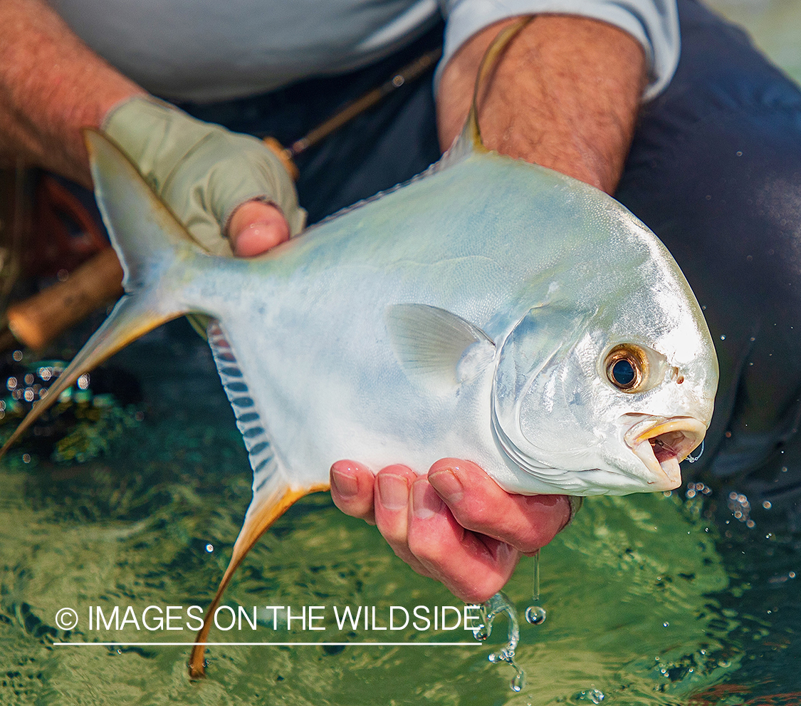 Flyfisherman with permit.