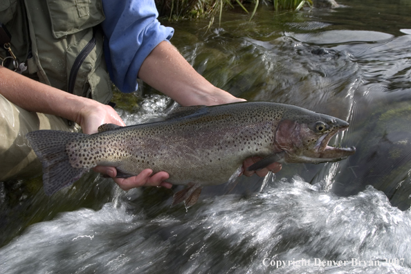 Flyfisherman with rainbow trout.  Close-up of trout.