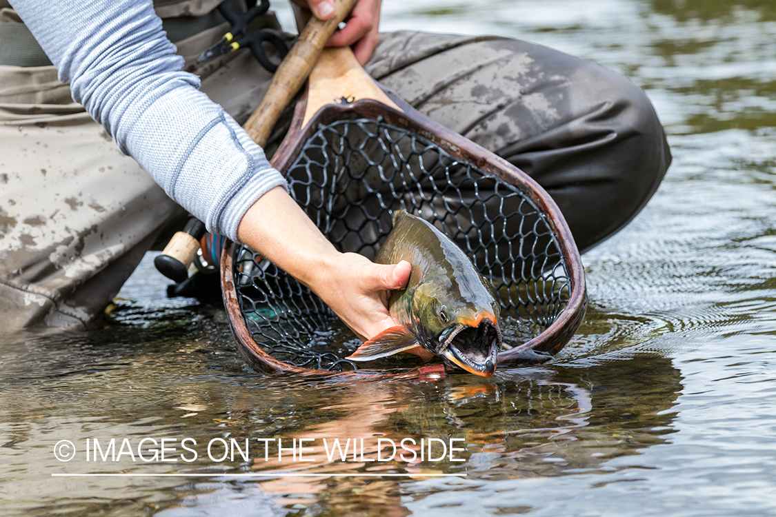 Flyfisher Camille Egdorf with Dolly Varden. Nushagak river, Alaska. 