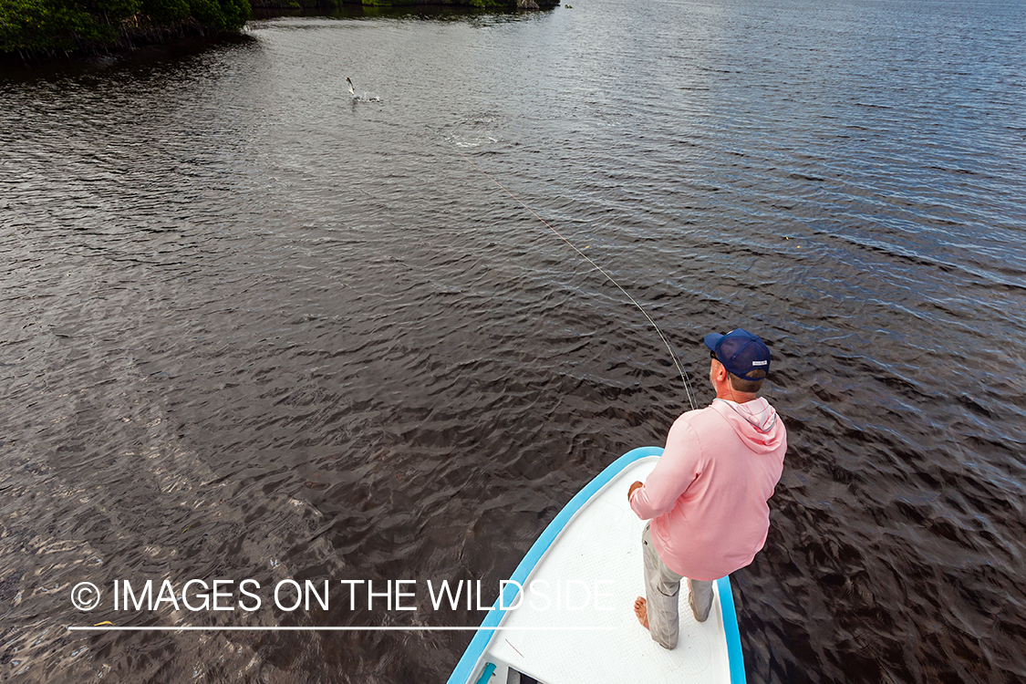 Flyfisherman landing tarpon.