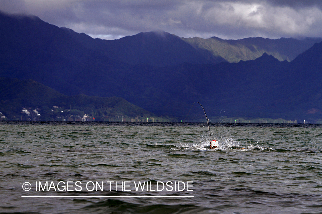 Saltwater flyfisherman fighting bonefish from flats, in Hawaii.