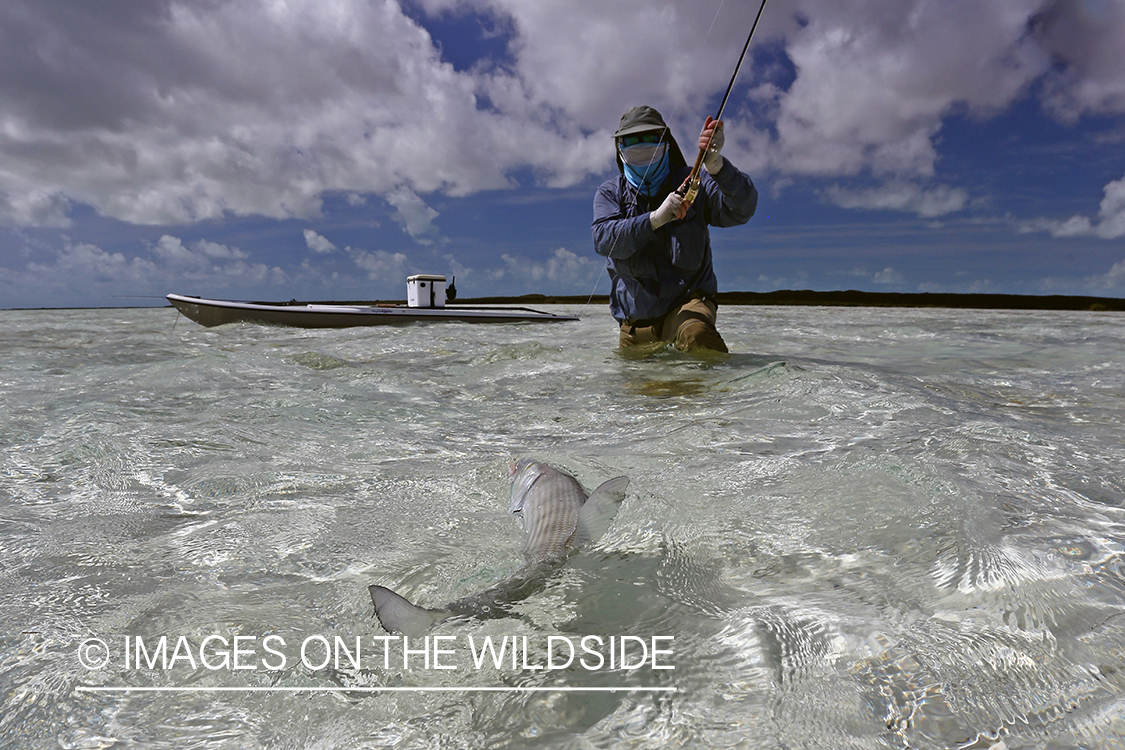 Flyfisherman fighting bonefish.