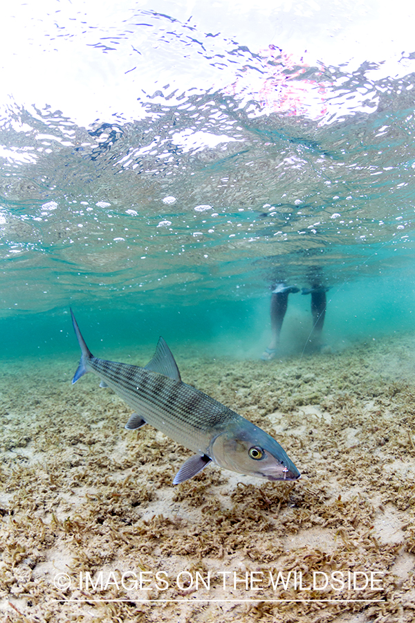 Flyfisherman releasing Bonefish.