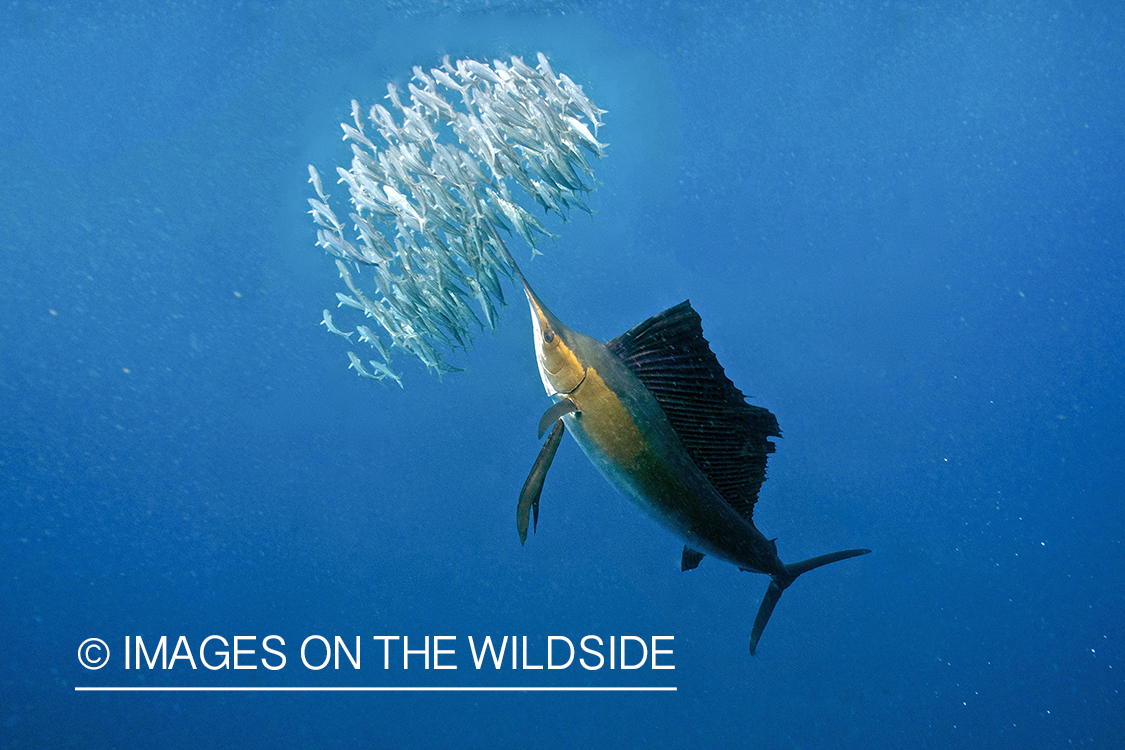 Atlantic sailfish hunting bait fish in open ocean.