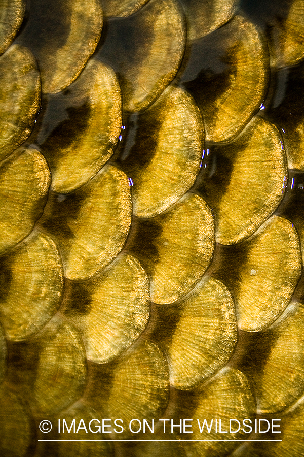 Closeup of carp scales.