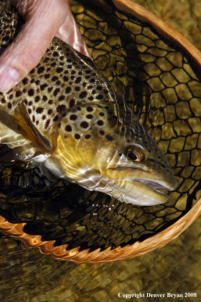 Brown Trout in habitat