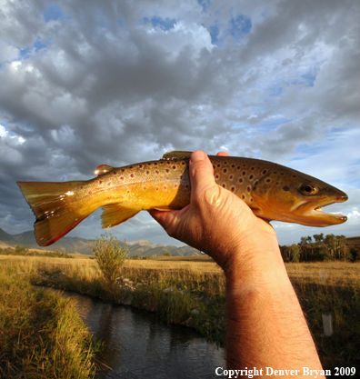 Flyfisherman with brown trout