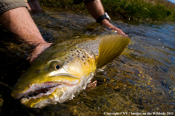 Brown trout. 