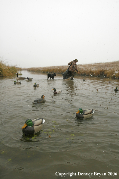 Duck hunting in winter