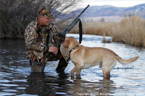 Duck hunter with bagged mallards and yellow labrador retriever. 