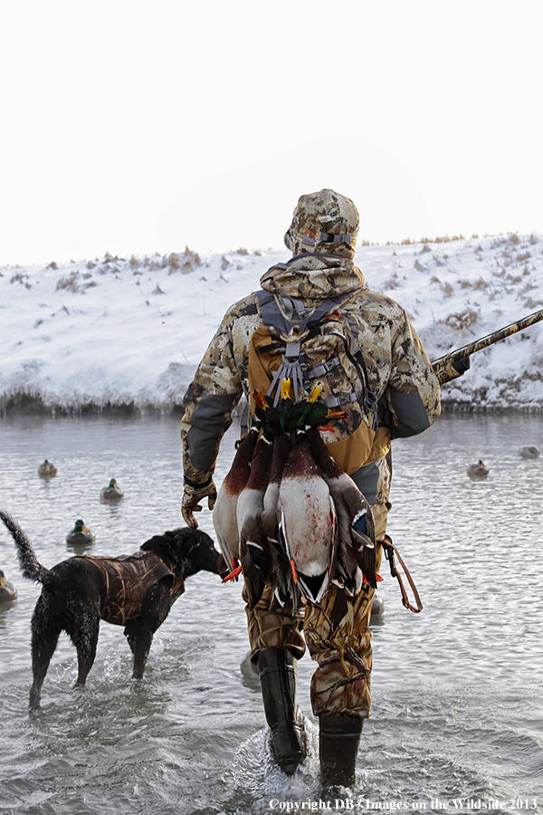 Waterfowl hunter and dog with decoys.