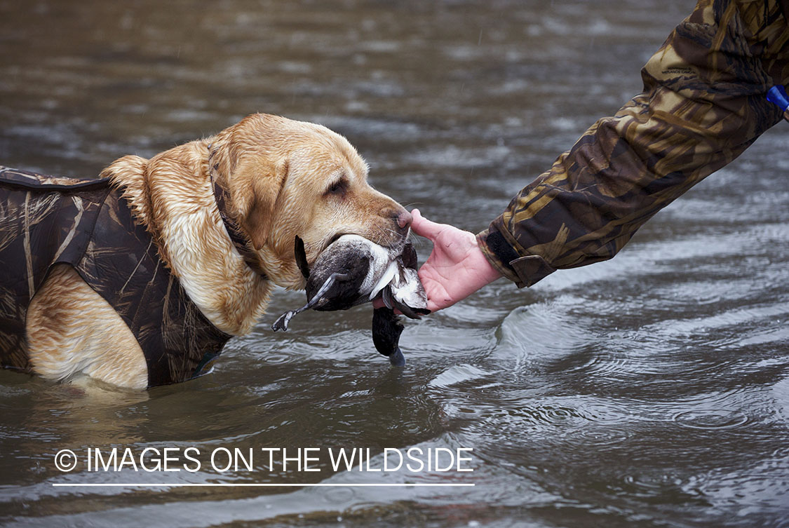 Yellow lab retrieving downed waterfowl.