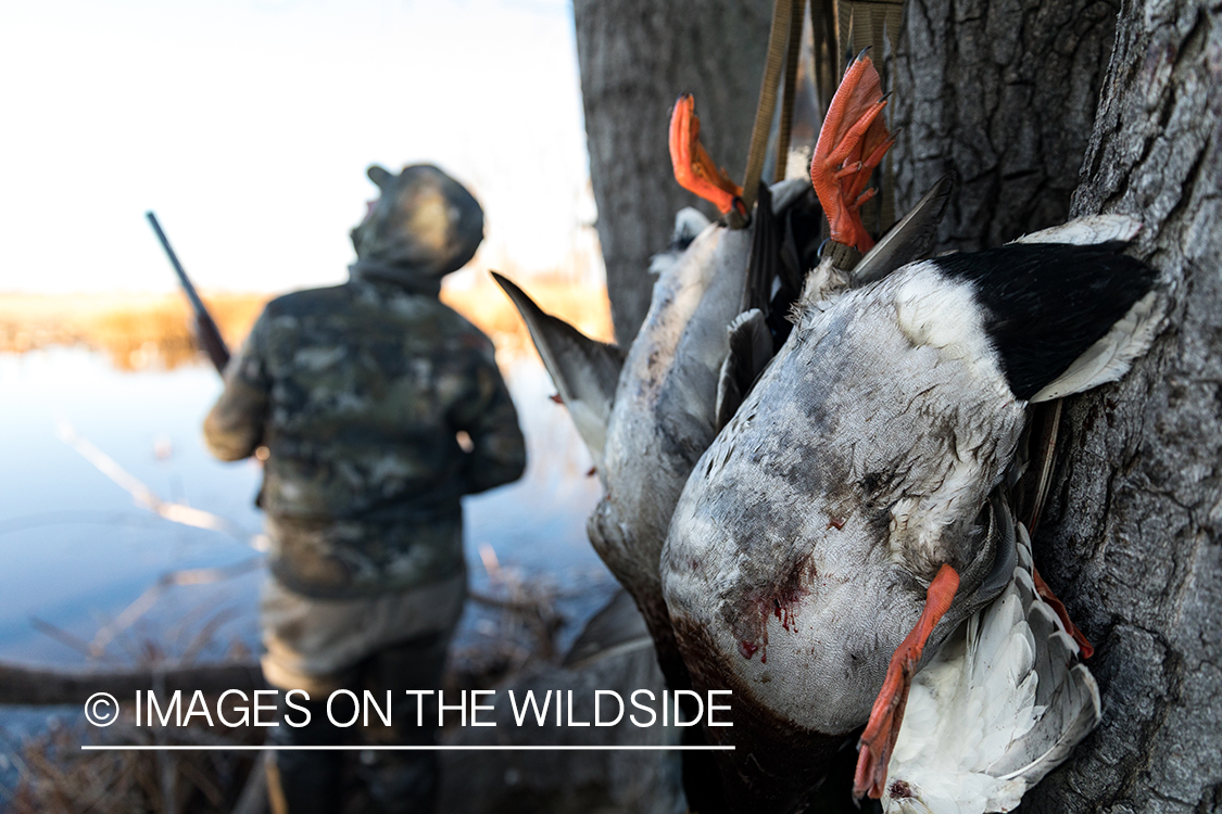 Waterfowl hunting