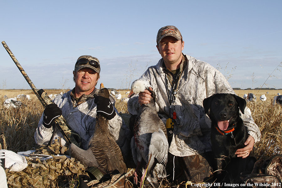 Snow goose hunters with bagged geese.