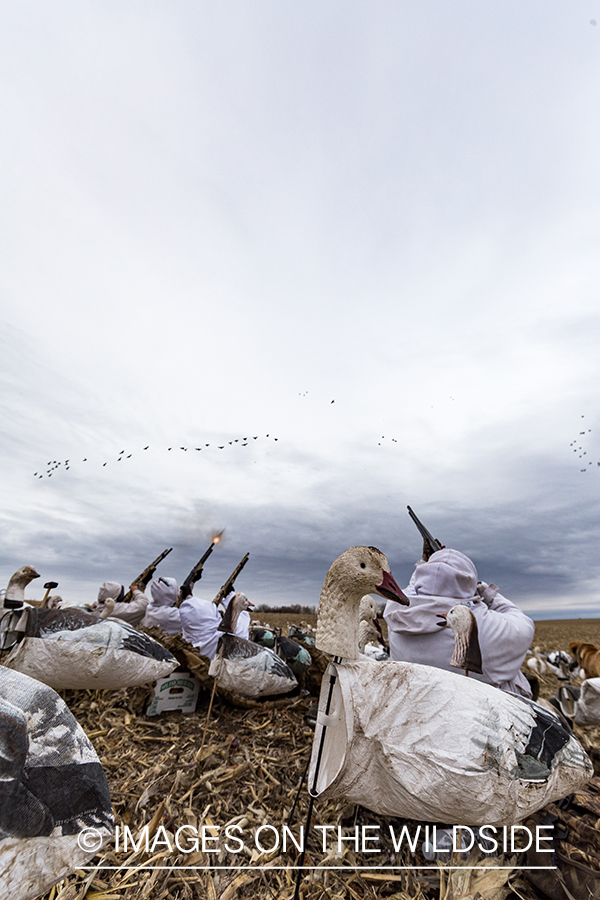 Hunters shooting geese.