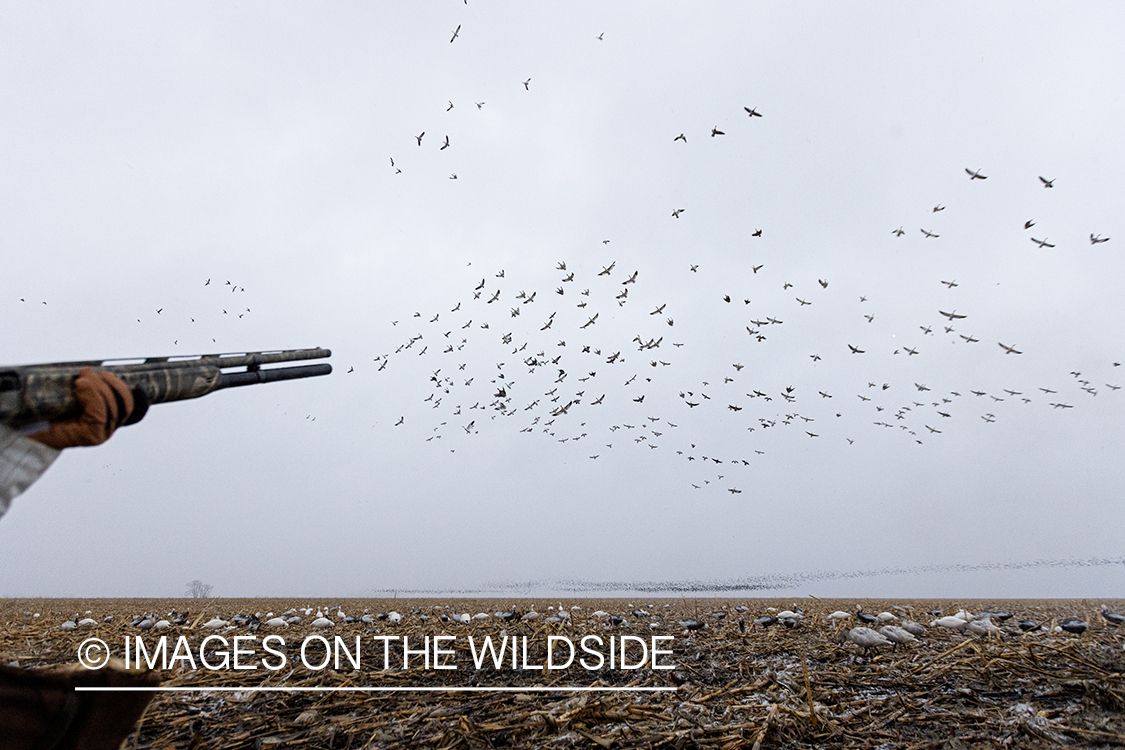 Hunters firing at snow geese.