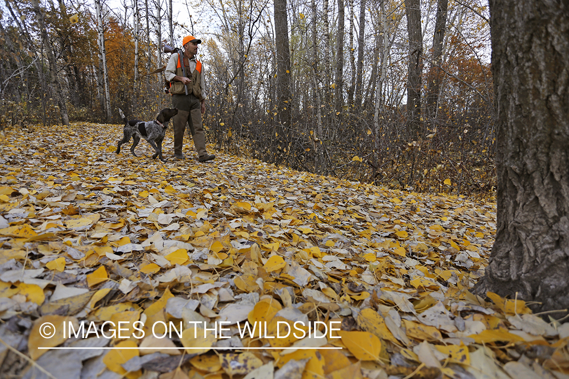 Pheasant hunter in field with Griffon Pointer.