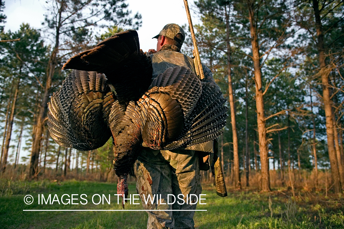 Turkey hunter in field with bagged bird