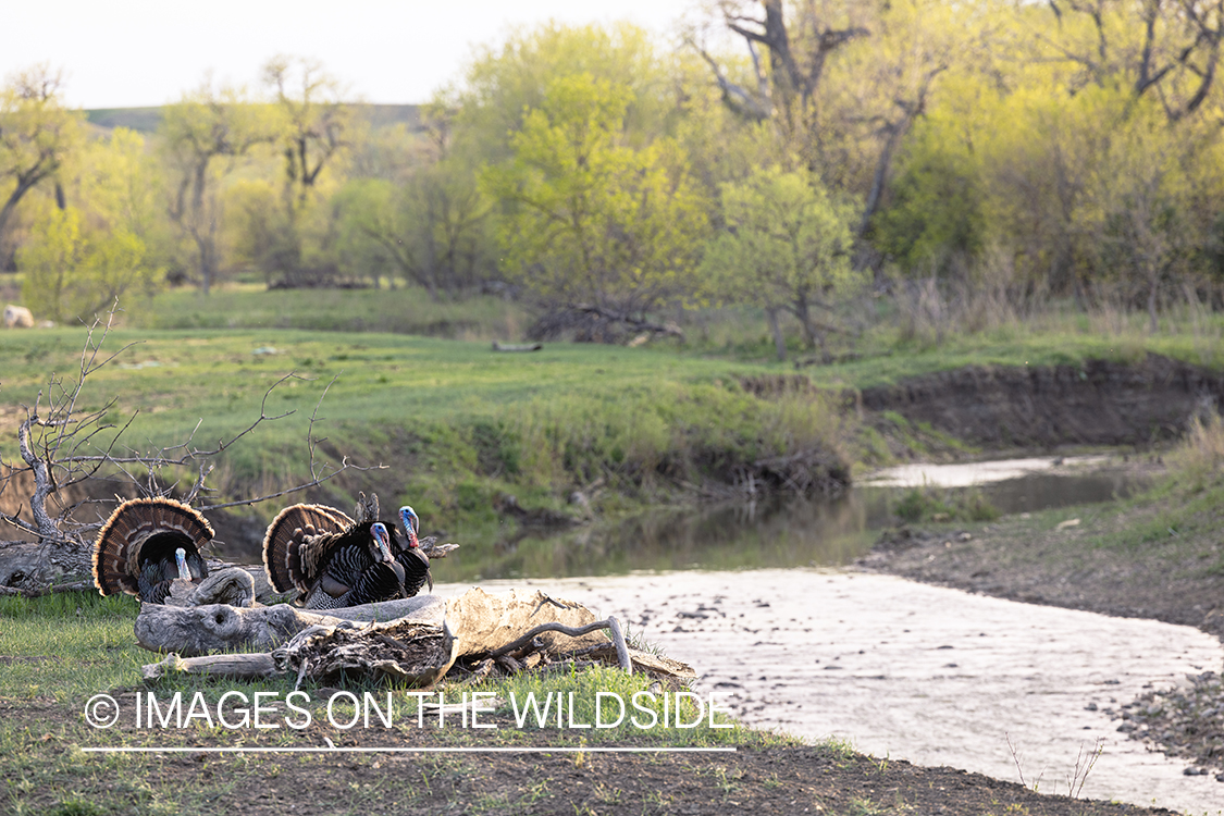 Merriam's turkey in habitat.