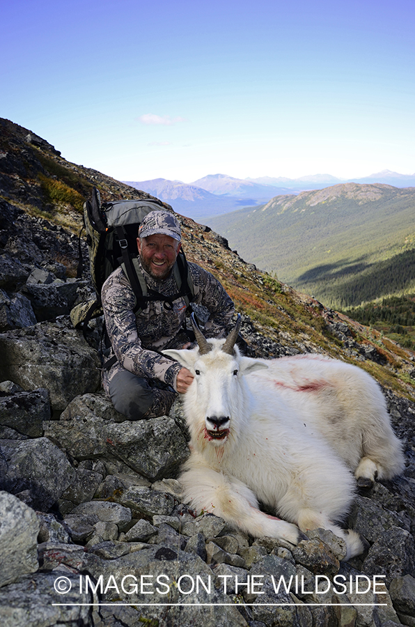 Stone sheep and Mountain goat hunting.