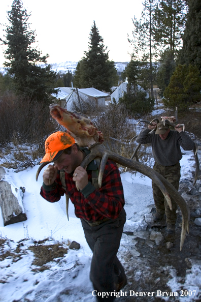 Elk hunters hauling elk head and antlers on their backs