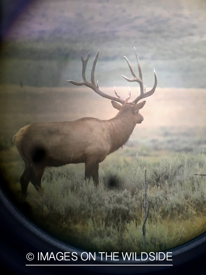 View of bull elk through spotting scope.