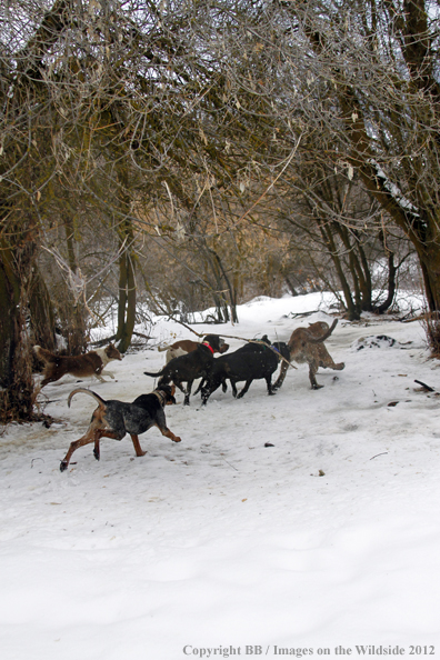 Hunting dogs chasing mountain lion. 