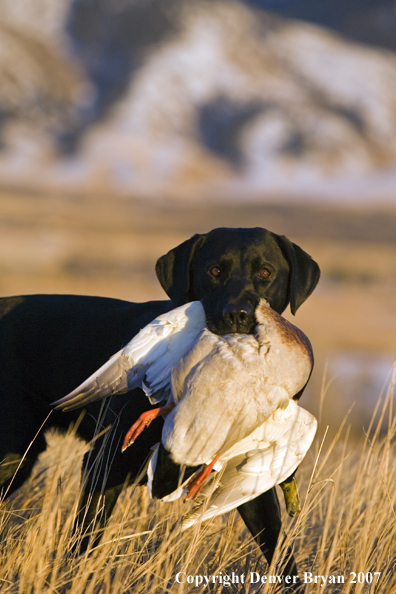 Black Labrador with retrieved Mallard