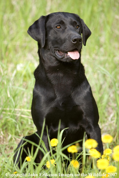 Black Labrador Retriever