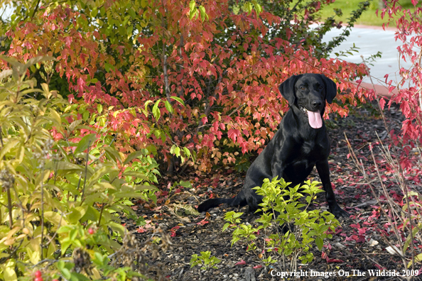 Black Labrador Retriever