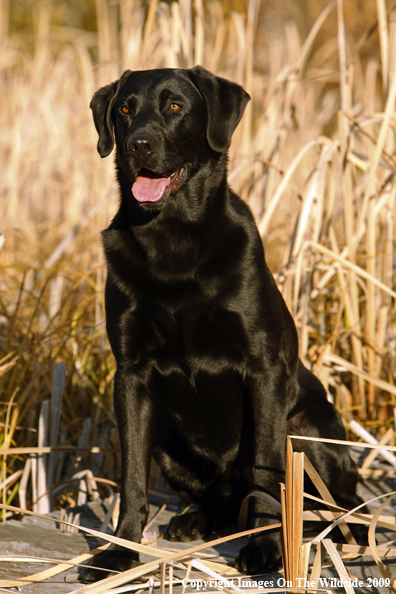 Black Labrador Retriever