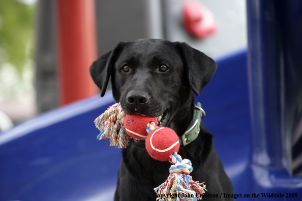 Black Labrador Retriever