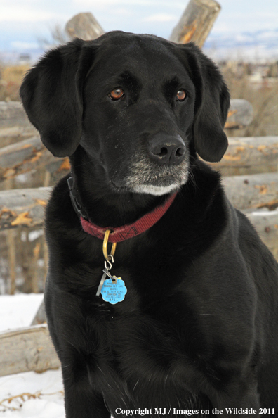 Black Labrador Retriever in winter. 