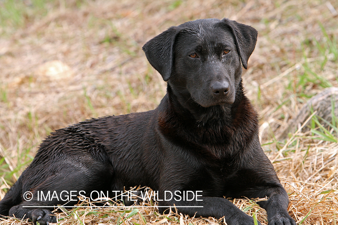 Black Labrador Retriever in field. 