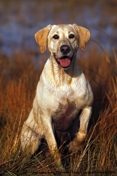 Yellow Labrador Retriever in field