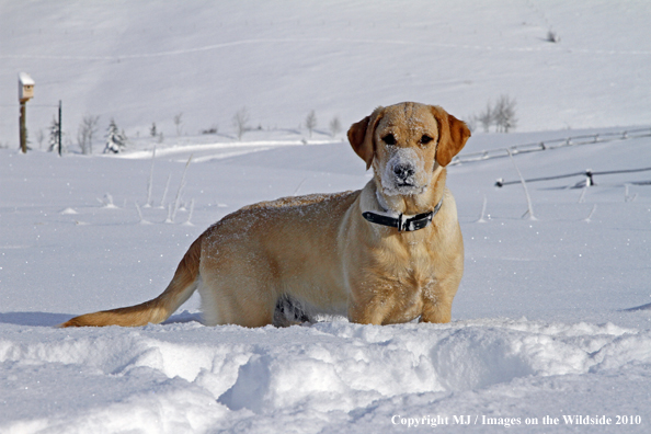 Yellow Labrador Retriever 