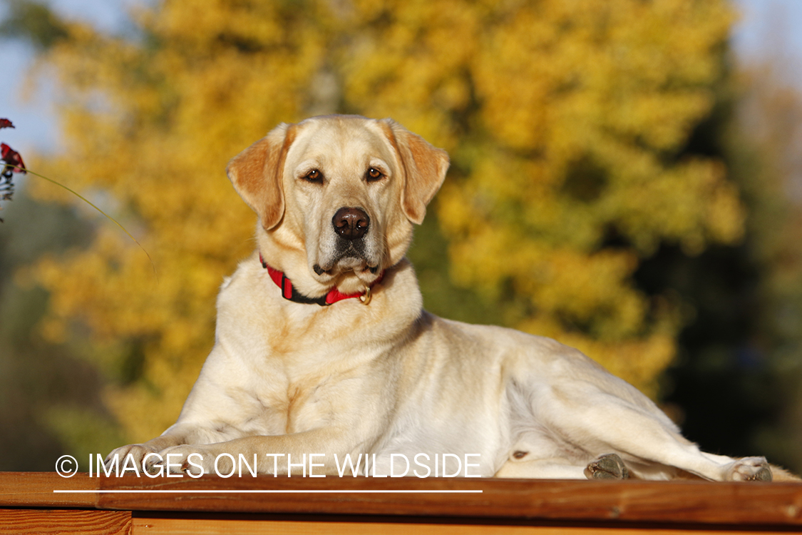 Yellow Labrador Retriever sitting on deck.