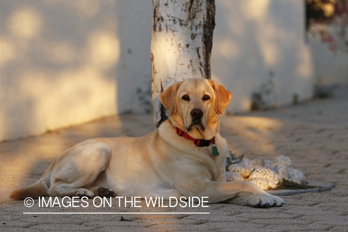 Yellow lab laying in front of tree.