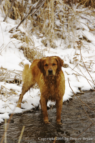 Golden Retriever in stream.