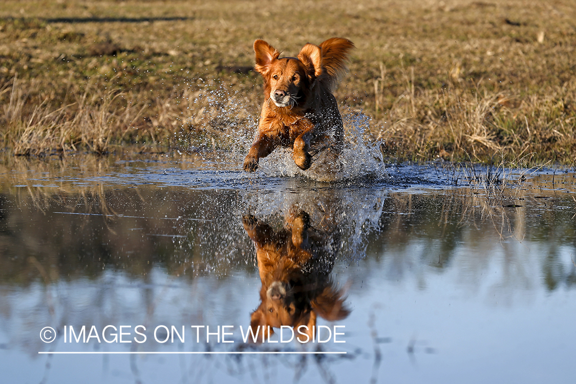 Golden Retriever leaping into water.