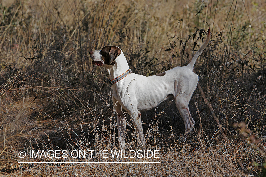 English pointer on bobwhite quail hunt.