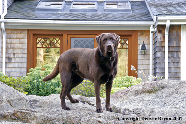 Chocolate Labrador Retriever