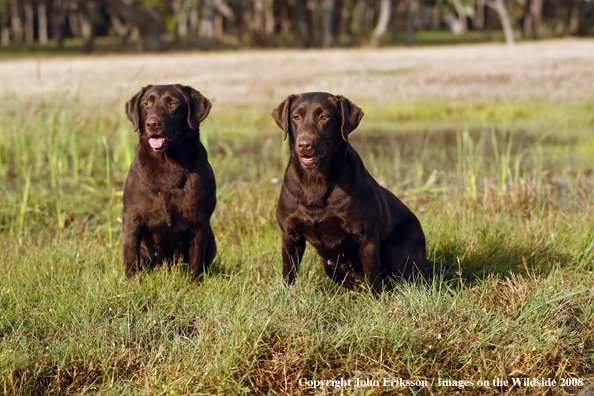 Chocolate Labrador Retrievers in field