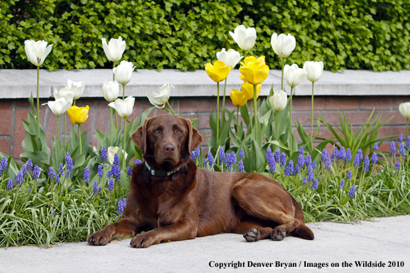 Chocolate Labrador Retriever