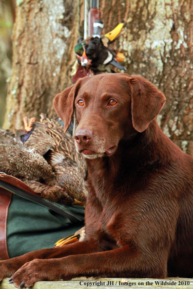 Chocolate Labrador Retriever in field