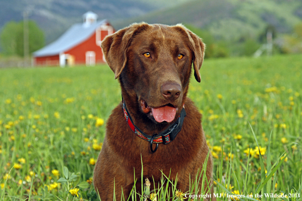 Chocolate Labrador Retriever.