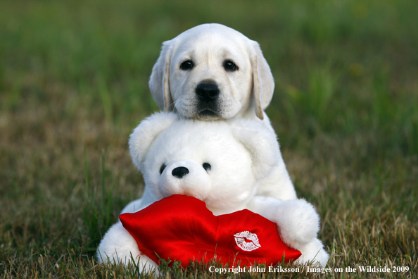 Yellow Labrador Retriever puppy with toy