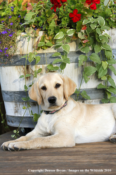 Yellow Labrador Retriever Puppy