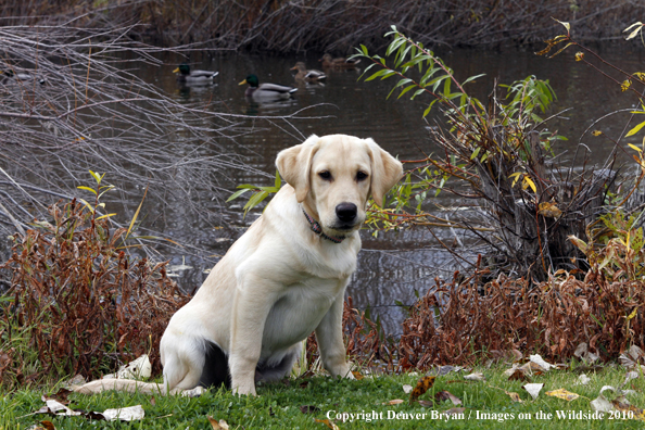 Yellow Labrador Retriever Puppy